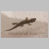 22-12-17-Gecko-001.jpg