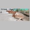 24-12-24---009-Vaches.jpg